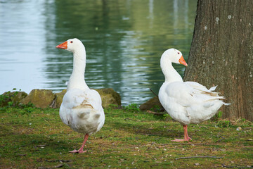Obraz premium White ducks with orange beak at Villa Borghese city park in Rome, Italy 