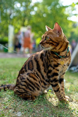 Young purebred Bengal cat. A pet cat on a walk.