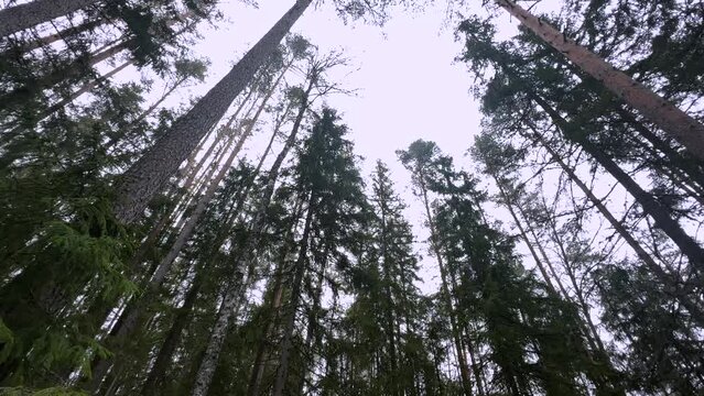 a worm's-eye view of tall pine trees reaching up to the overcast sky, their branches and trunks filling the frame from a forest floor perspective.