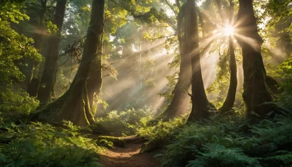 Foto op Plexiglas Rays of sunlight piercing through the dense foliage of a lush forest, creating a mystical and tranquil atmosphere on a quiet path. © video rost