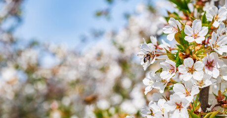 web banner for website design, apple tree blossom and bees on flowers, spring card or wallpaper about beautiful nature