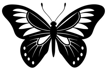 butterfly vector illustration