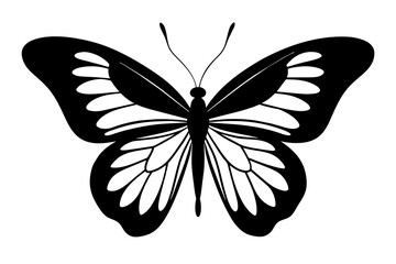 butterfly vector illustration