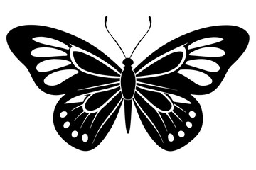 butterfly vector illustration