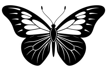 butterfly vector illustration