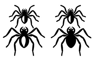spider vector illustration