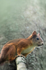 squirrel in the woods