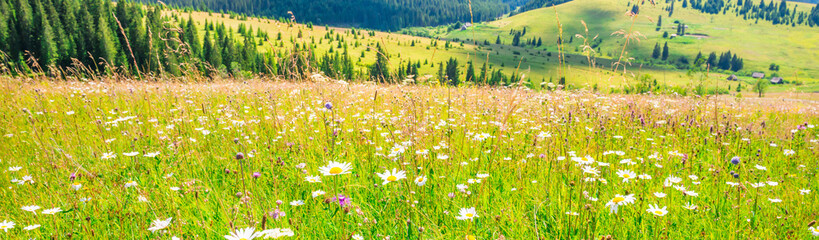 White flowers daisies spring field panorama landscape