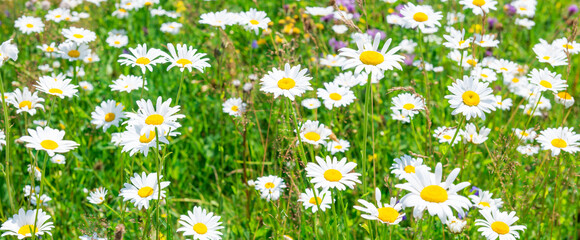 White flowers daisies on green spring field, panorama flower landscape