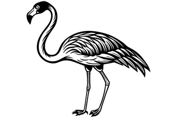 flamingo vector illustration