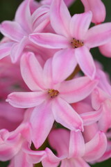 The splendor and vibrant colors of a pink hyacinth; closeup photography