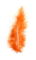 Fluffy beautiful orange feather isolated on white
