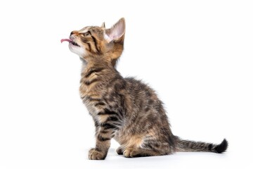 1 year old European Shorthair cat licking lips white background