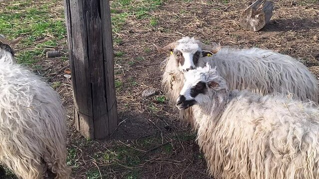 A group of Wallachian sheep in a pen. Breed originated from Wallachia, Czech Republic. Sheep or domestic sheep - Ovis aries are a domesticated, ruminant mammal typically kept as livestock
