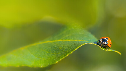 ladybird on leaf