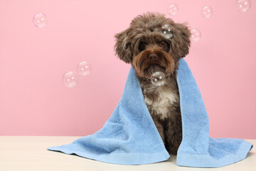 Cute Maltipoo dog with towel and bubbles on white table against pink background, space for text....