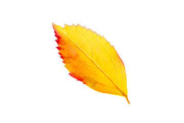 Leaf isolated on white Wonderful autumn yellow orange red colorful leaves