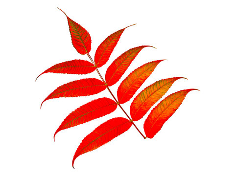 Leaf from Essigbaum 
(Rhus typhina) or vinegar tree against white background Isolated Wonderful autumn red colorful leaves