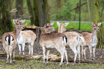 Naklejka na ściany i meble A group of fallow deer stands in the forest.