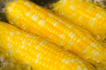 Corn on the Cob Cooking in a Pan