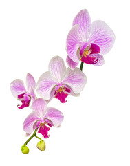 Branch of beautiful pink and white Phalaenopsis Orchid isolated on transparent background. White...