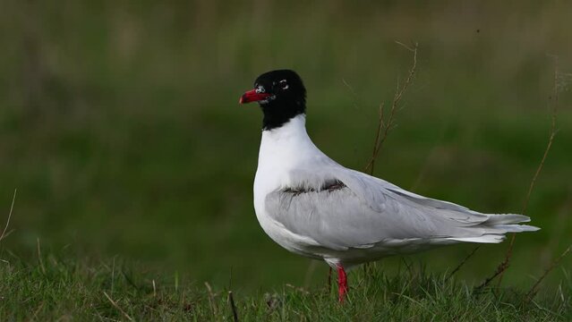 The Pallas's gull or great black-headed gull Ichthyaetus ichthyaetus is a large gull. Close up.