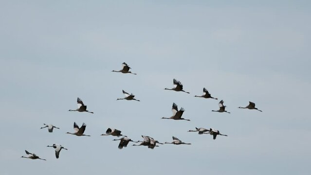 Birds in flight. Flock of cranes flies at background sky. Common Crane, Grus grus or Grus Communis, big bird in the natural habitat. Slow motion.