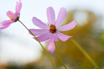 Pink cosmos flower (Cosmos Bipinnatus)on green background. Meadow summer flowers.
