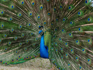 Pavo real con toda las plumas de la cola desplegadas con sus hermosos colores