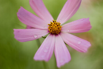 Pink cosmos flower (Cosmos Bipinnatus)on green background. Meadow summer flowers.

