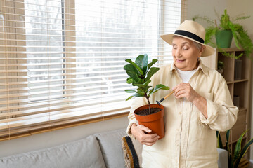 Senior gardener with plant and rake at home