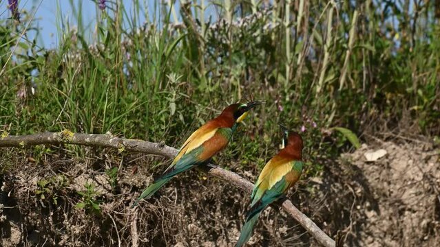 European bee eater Merops apiaster. The two bird sits on a branch. A bird feeds another bird. Close up.