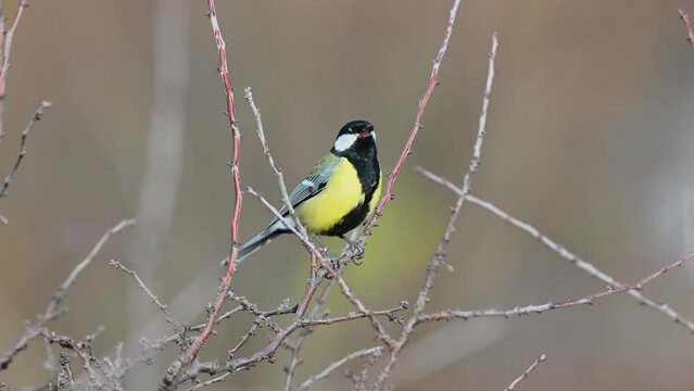 Great tit Parus major in the wild. Songbird close up. Singing bird.