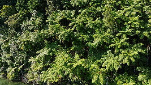 Native Punga palm trees along the shore of the Blue lake, Rotorua, Bay of Plenty, New Zealand.