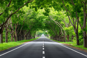 An empty road surrounded by trees and grass