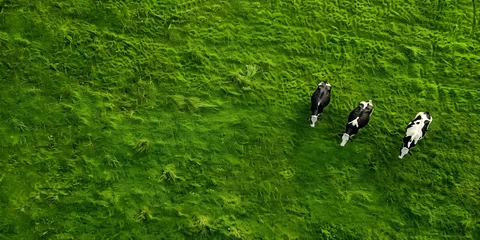 Wandcirkels tuinposter Cows grazing in a lush green field . Concept Nature, Agriculture, Grazing, Livestock, Greenery © Ян Заболотний