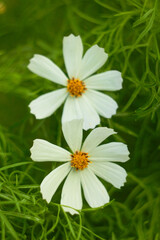 Obraz premium Cosmos flower (Cosmos Bipinnatus). Meadow summer flowers. Beautiful summer background. 