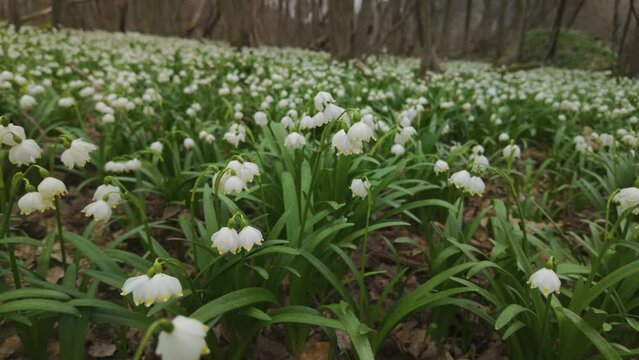heaps of garbage slide into the forest, onto a delicate fragrant field of spring flowers, snowdrops, primroses, white flowers. Very rude, uncultured, uncivilized