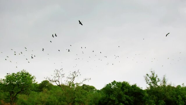 African Birds flying over lush green nature of Chobe National Park, Botswana, South Africa 