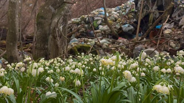 heaps of garbage slide into the forest, onto a delicate fragrant field of spring flowers, snowdrops, primroses, white flowers. Very rude, uncultured, uncivilized