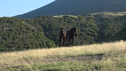 Two horses are attacked by flies
