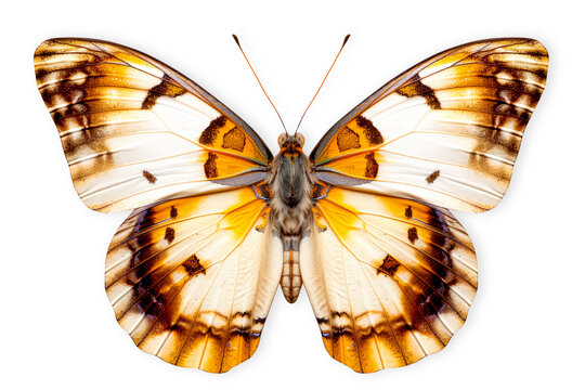 Beautiful Nymphalidae butterfly isolated on a white background with clipping path