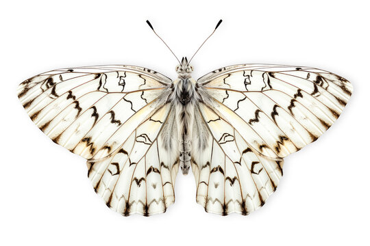 Beautiful Marbled White butterfly isolated on a white background with clipping path