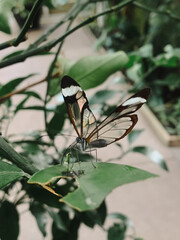 butterfly on leaf