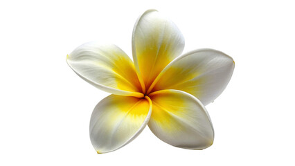 Naklejka premium A fresh frangipani-flower isolated on Transparent background.