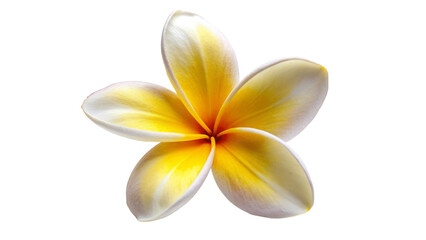 Naklejka premium A fresh frangipani-flower isolated on Transparent background.