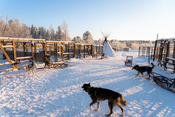 Chiens de traîneau sous la neige en Laponie en Suède