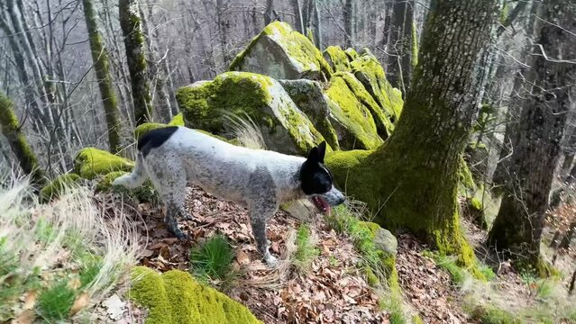 rocks on top of a mountain covered with green moho, oak trees grow, a dog walks in the fresh air in the Carpathian mountains