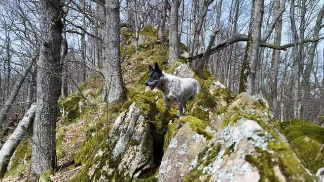 rocks on top of a mountain covered with green moho, oak trees grow, a dog walks in the fresh air in the Carpathian mountains