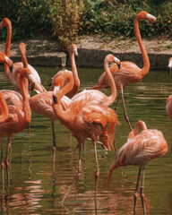 flamingos in the water